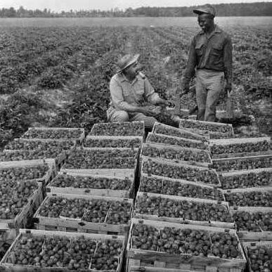 Marion Station Strawberry Scene Unknown Date